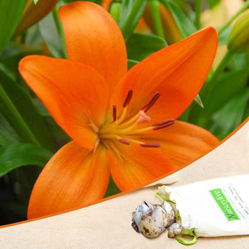 asiatic lily (orange) - bulbs (set of 5)
