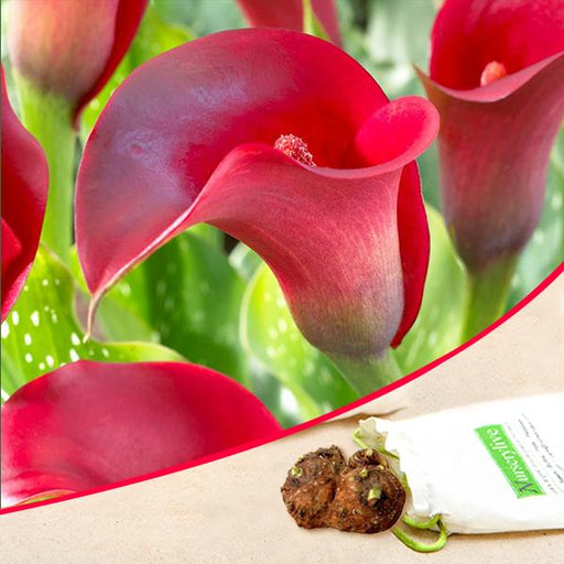 calla lily (red) - bulbs (set of 5)