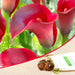 calla lily (red) - bulbs (set of 5)