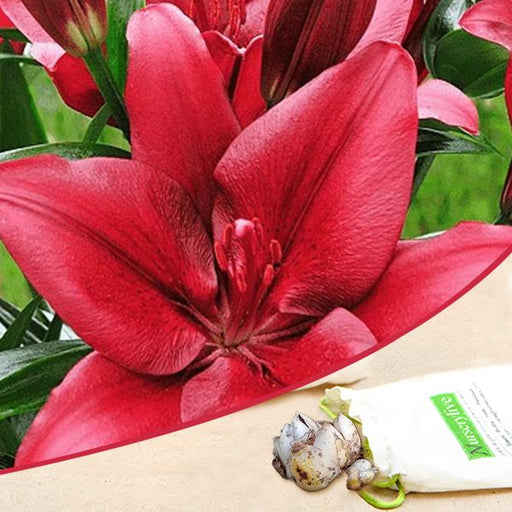 constable longiflorum asiatic lily (maroon) - bulbs (set of 5)