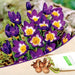 crocus siberi tricolour (purple - bulbs (set of 5)