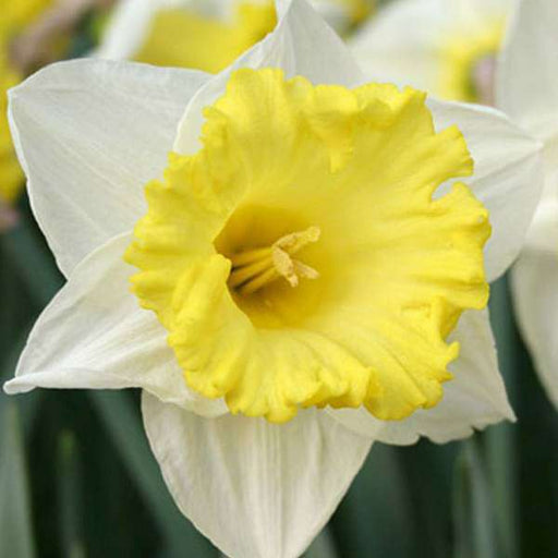 daffodil las vegas (white - bulbs (set of 5)