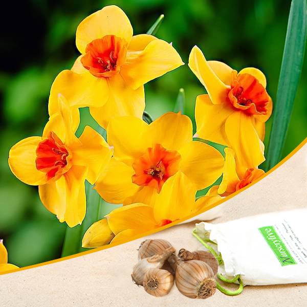daffodil estremadura - bulbs (set of 5)