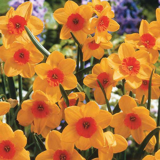 daffodil (orange) - bulbs (set of 5)