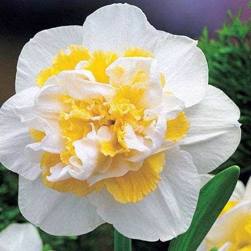 daffodil white lion (white - bulbs (set of 5)