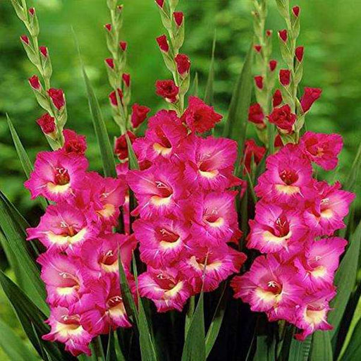 gladiolus american beauty (pink) - bulbs (set of 10)