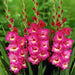 gladiolus american beauty (pink) - bulbs (set of 10)