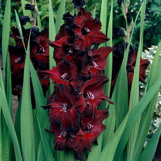 gladiolus black beauty (red - bulbs (set of 10)