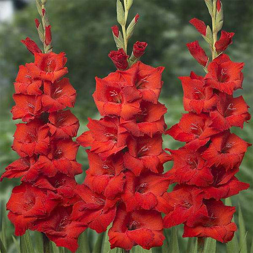 gladiolus eurovision (red) - bulbs (set of 10)