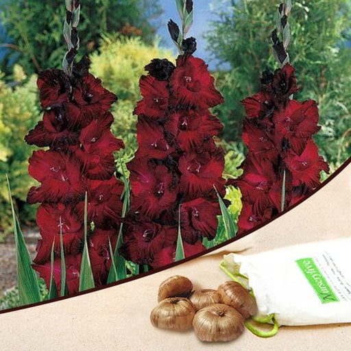 gladiolus (red ginger - bulbs (set of 10)