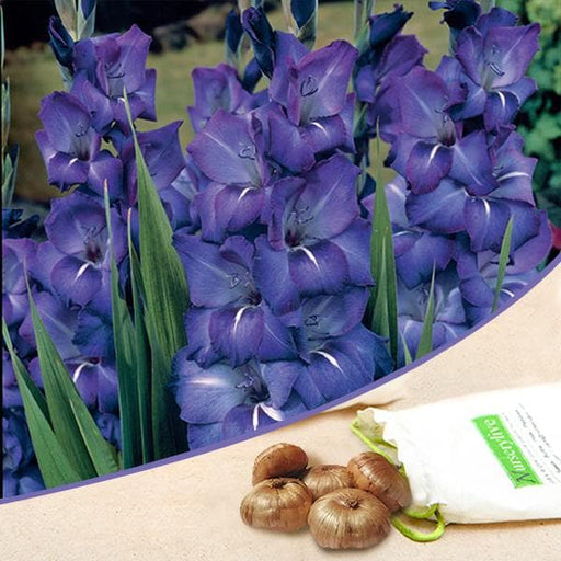gladiolus (royal blue) - bulbs (set of 10)