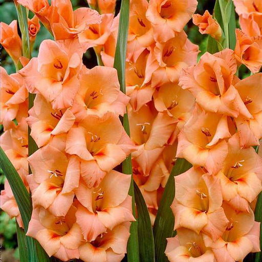 gladiolus saffron (orange) - bulbs (set of 10)