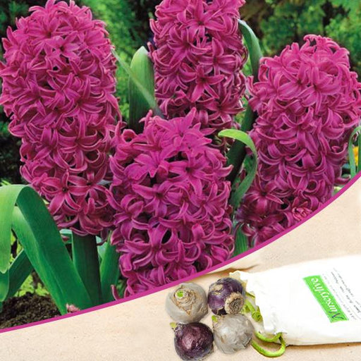 hyacinth all stars (purple) - bulbs (set of 5)