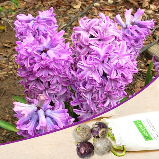 hyacinth anna liza (purple) - bulbs (set of 5)