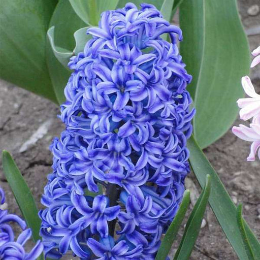 hyacinth (aqua light blue) - bulbs (set of 5)