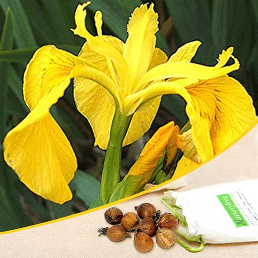 iris (yellow) - bulbs (set of 5)