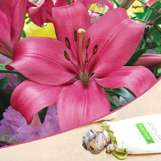 monado asiatic lily (dark pink) - bulbs (set of 5)