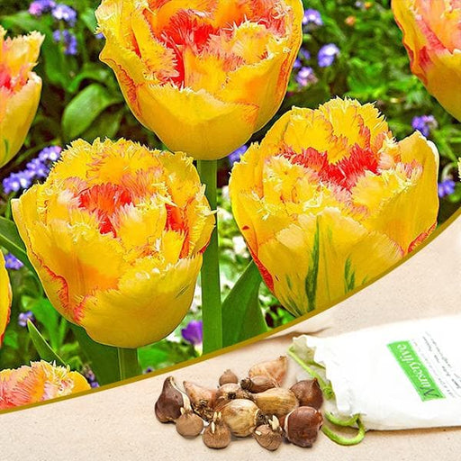 tulip amazone (yellow - bulbs (set of 5)