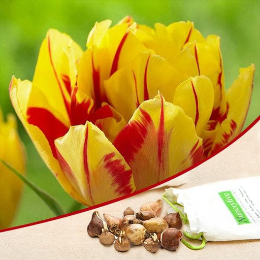 tulip monsella (yellow - bulbs (set of 5)