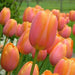 tulip salmon van eijk (pink) - bulbs (set of 5)