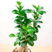 fabulous ficus bonsai - corporate gift (set of 30)