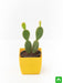 bunny ear cactus - plant