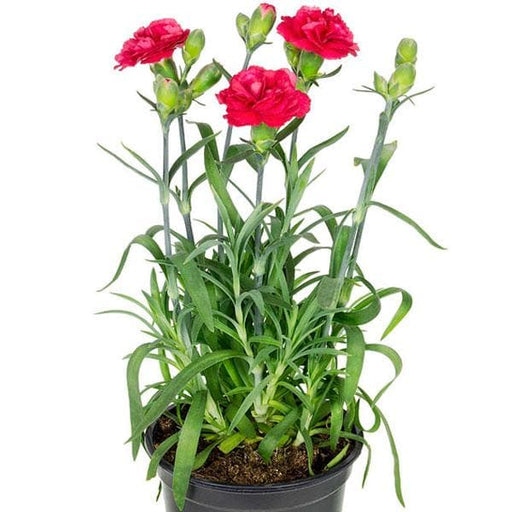 carnation (any color) - plant