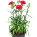 carnation (any color) - plant