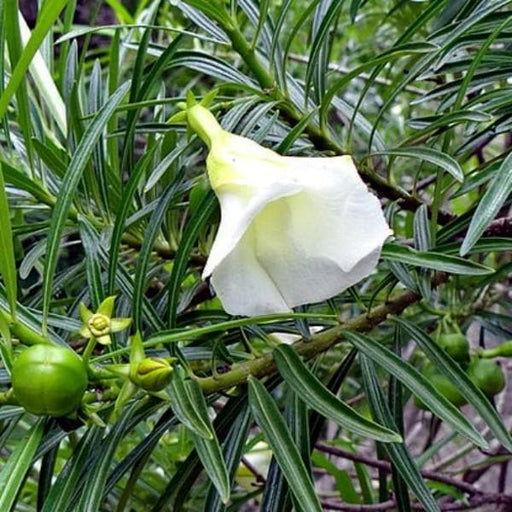 cascabela thevetia - plant