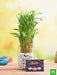 celebrate diwali with 3 layer lucky bamboo plant 