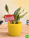celebrate friendship with sansevieria and a flag 