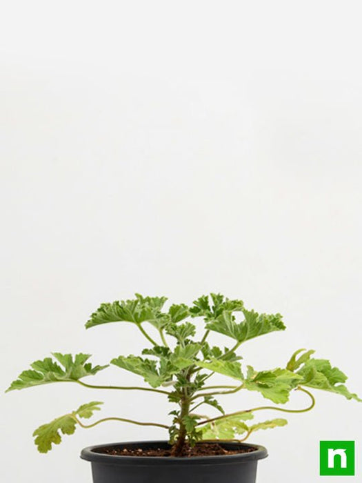citronella - plant