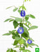 clitoria ternatea - plant