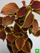 coleus (green maroon) - plant