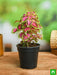 coleus (green pink) - plant