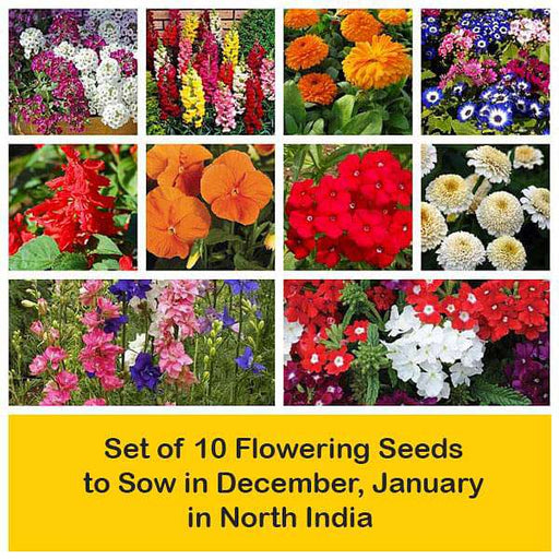 set of 10 flowering seeds to sow in december 