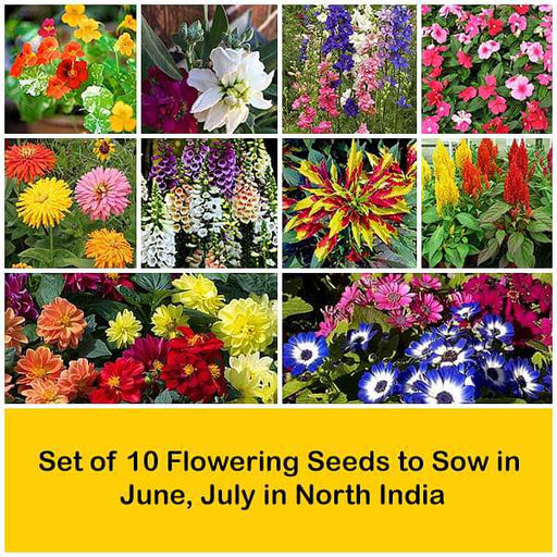 set of 10 flowering seeds to sow in june 