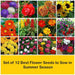 set of 12 best flower seeds to sow in summer season 