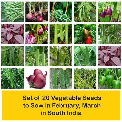 set of 20 vegetable seeds to sow in february 