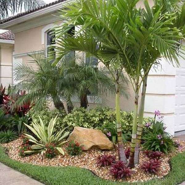 Popular Climbing Vines