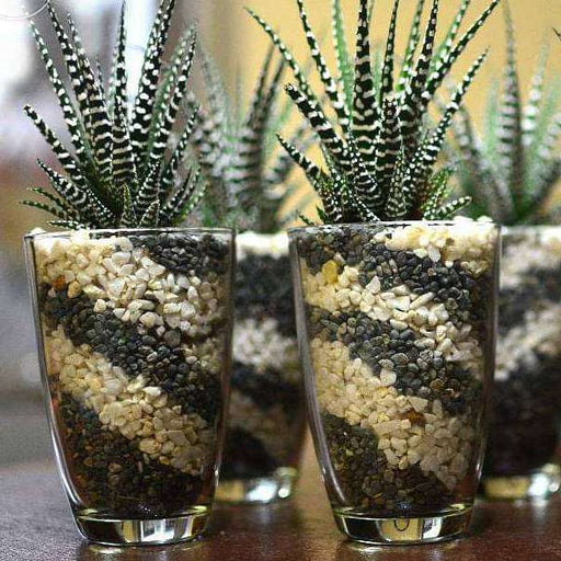 pebbles art for succulents in glass terrarium