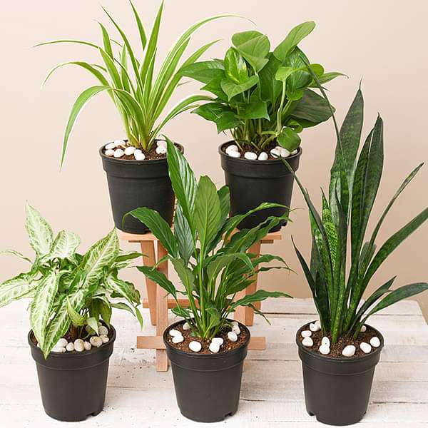 Buy 5 Best Indoor Plants Pack online from Nurserylive at lowest price.