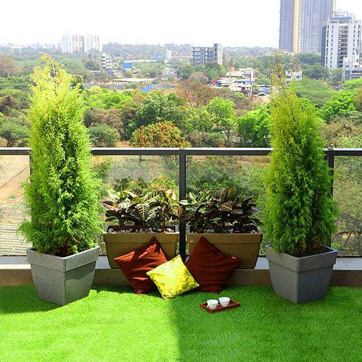 beautify garden at terrace with popular foliage plants 