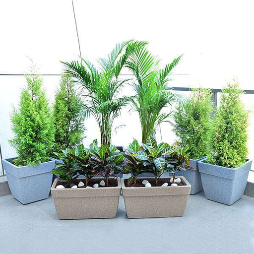 best foliage plants for garden in terrace 