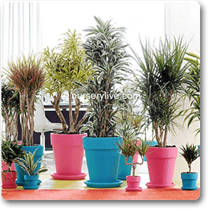 cozy 2bhk (classic) plant decor pack 