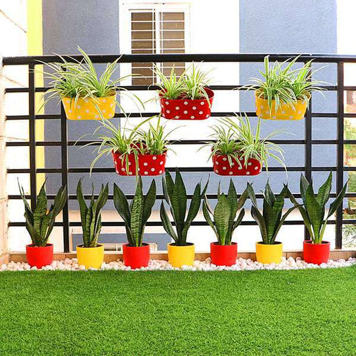 create greenery around you in a balcony with garden plants 