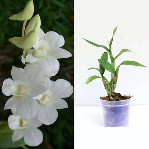 dendrobium orchid plants - pack of 2
