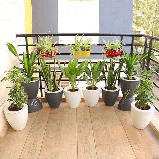 evergreen foliage plants for easy balcony gardening 