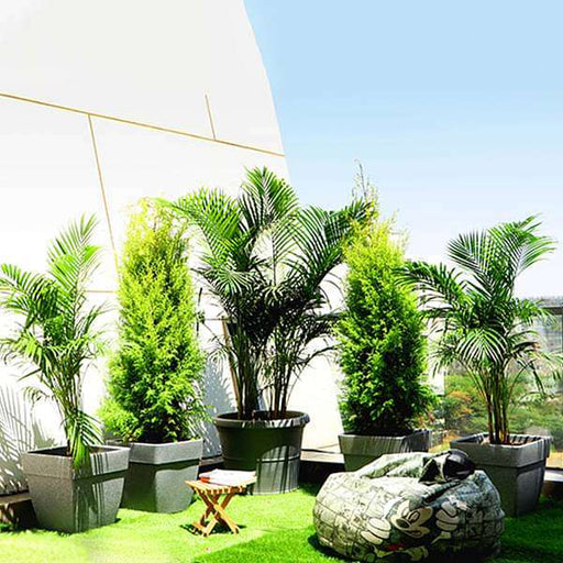 evergreen plants for terrace garden 