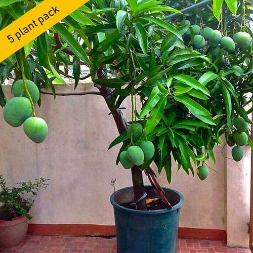 mango (pack of 5) - plant